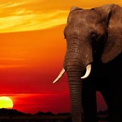 Elephant - Strength